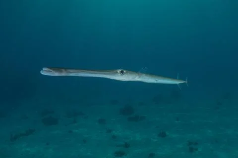 Squid in the Red Sea Stock Photos
