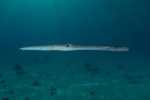 Squid in the Red Sea Stock Photos