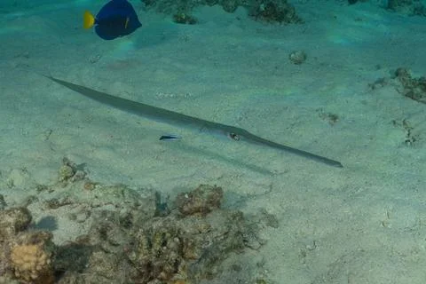 Squid in the Red Sea Stock Photos