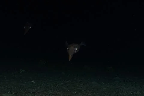 Squid in the Red Sea Stock-Fotos