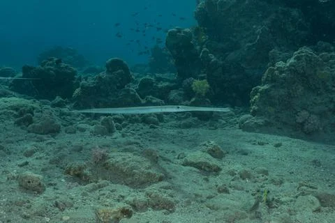 Squid in the Red Sea Photos