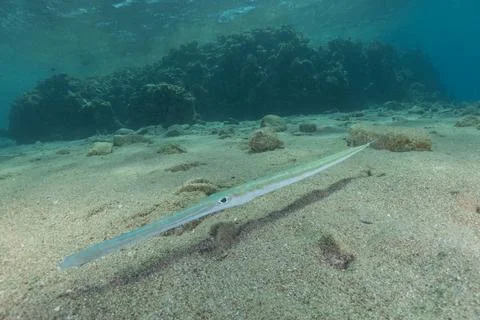 Squid in the Red Sea Stock Photos