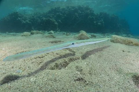 Squid in the Red Sea Stock Photos