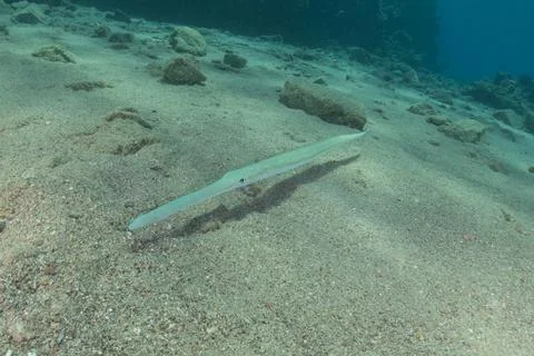 Squid in the Red Sea Stock Photos