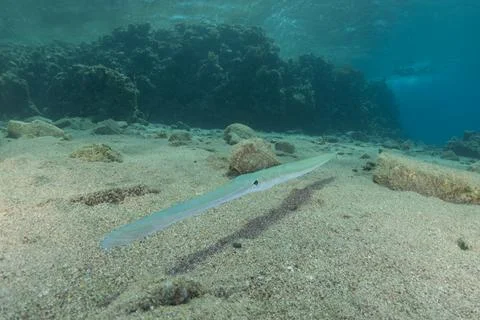 Squid in the Red Sea Stock Photos