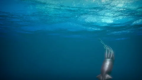 Squid rises to the surface of the water Stock Footage 289211009
