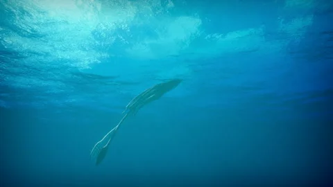 Squid rises to the surface of the water Stock Footage 289226219
