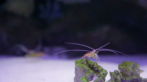 Squid on a rock. Stock Footage 49466676