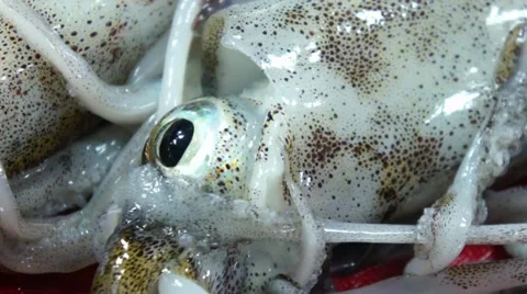 Squid for sale Stock Footage 37256314