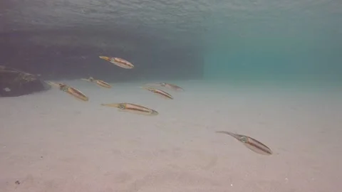 Squid School Stock Footage 135201444