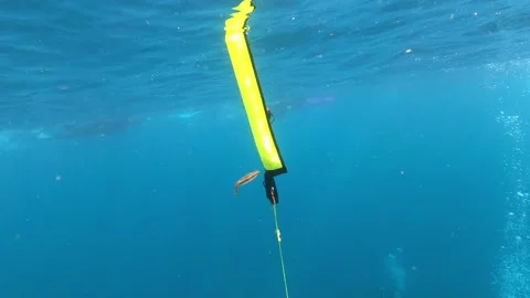 Squid on sea at scuba dive around. Small cuttlefish swim on water. Calamari-Dan Stock Footage 134280452