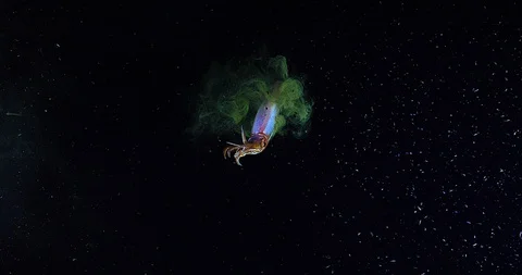 Squid (sepioteuthis lessoniana) Inking during a Blackwater Dive Underwater Stock Footage 91055642