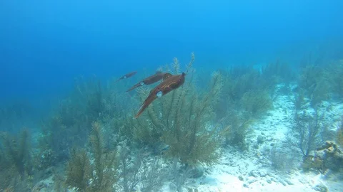 Squid in the Shallows 库存影片 113839703