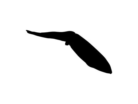 Squid Silhouette Isolated 스톡 일러스트