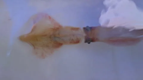 Squid Skid live catch alive in fishing boat on white background Stock Footage 304182277