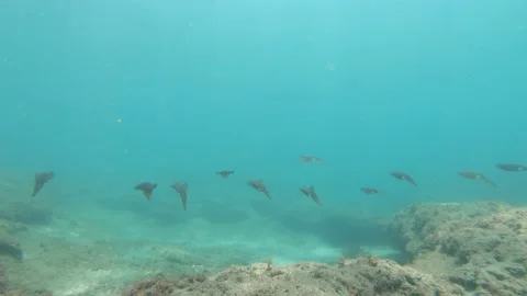 Squid Squad Underwater Stock Footage 137041967