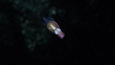 Squid swimming below the sea surface at night Video stock 307020205