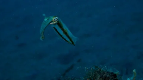 Squid Swimming Stock Footage 112234592
