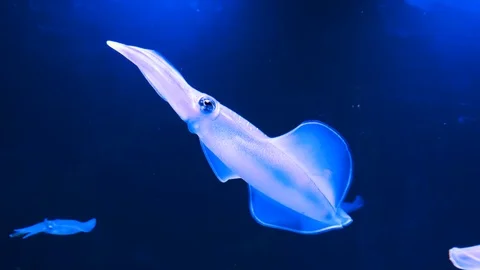 Squid swimming, Japan Vidéo 105839133