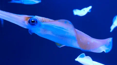 Squid swimming, Japan Vidéo 105839176