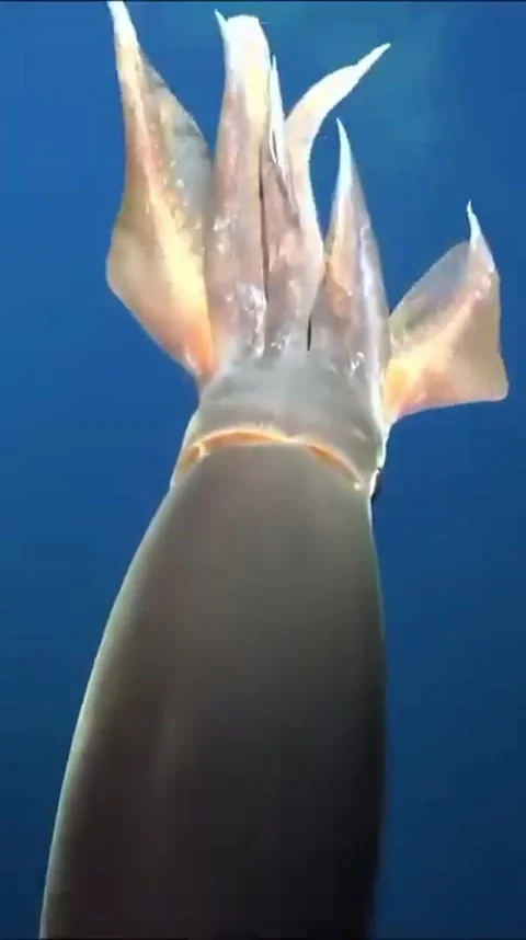 Squid swimming in the ocean Video stock 320038085