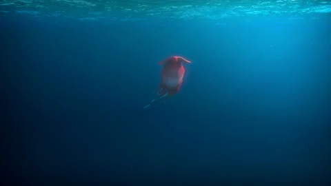 Squid swims underwater Stock Footage 289239677