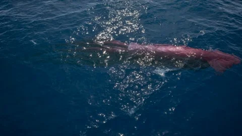 Squid swims underwater Stock Footage 289293886