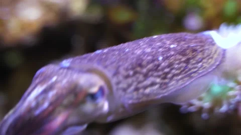 Squid tabby squid closeup squid in water Stock Footage 235456355