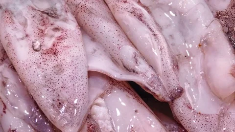 Squid texture in the kitchen Stock Footage 96715718