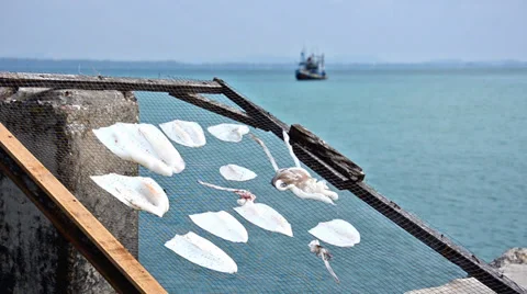 Squid under the sun Видео 36593841