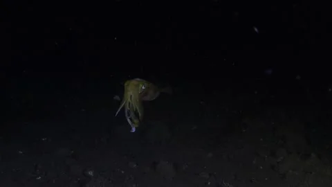 Squid under water at night Stock Footage 248424961