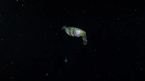 Squid under water at night Stock Footage 255873909
