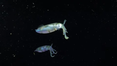 Squid under water at night Stock Footage 255874146