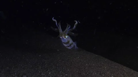 Squid under water at night Stock Footage 260683151
