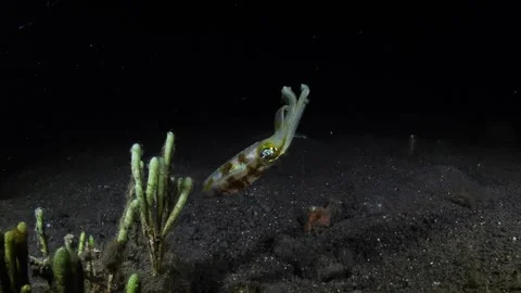 Squid under water at night Stock Footage 263951867