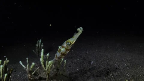 Squid under water at night Stock Footage 263951909