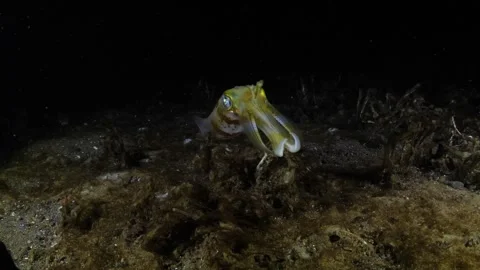 Squid under water at night Stock Footage 275348368