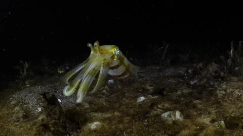 Squid under water at night Stock Footage 275348393