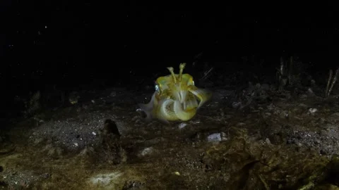 Squid under water at night Stock Footage 275348407