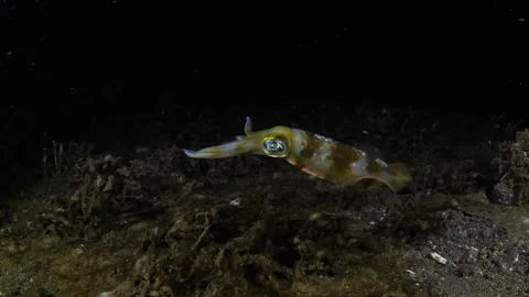 Squid under water at night Stock Footage 275348494