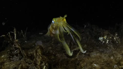 Squid under water at night Stock Footage 276363002