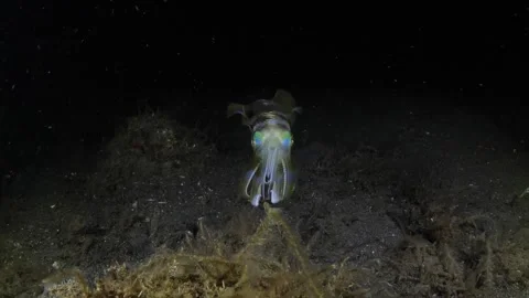 Squid under water at night Stock Footage 276363293