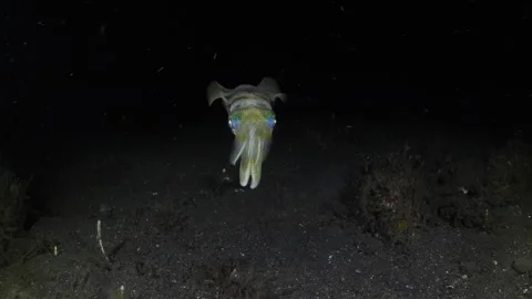 Squid under water at night Stock Footage 276363302