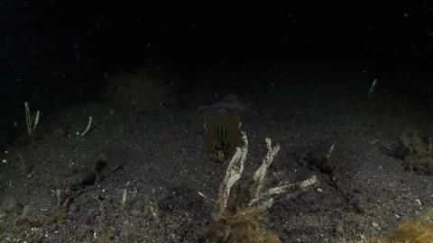 Squid under water at night Stock Footage 276363304