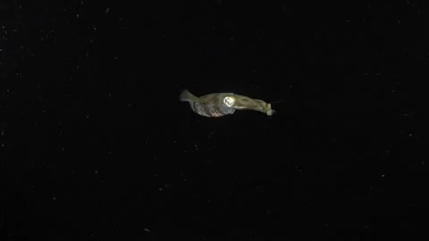 Squid under water at night Stock Footage 282696227