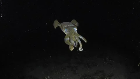 Squid under water at night Stock Footage 282696252