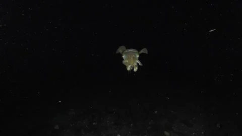 Squid under water at night Stock Footage 282696253