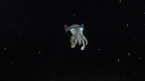 Squid under water at night Stock Footage 282696480