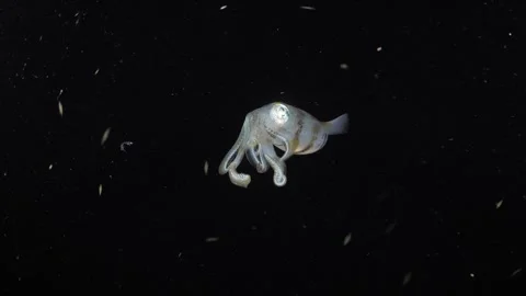 Squid under water at night Stock Footage 282696881