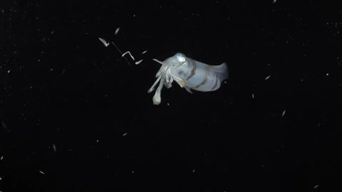 Squid under water at night Stock Footage 282697163